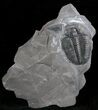 Elrathia Trilobite Fossil - Utah #6747-1